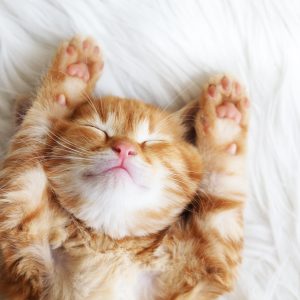 Happy Cat Sleeping on its Back with eyes closed and paws up